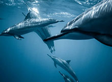 jiuyou-九游体育平台：与你的热情并肩前行的全面体育生态